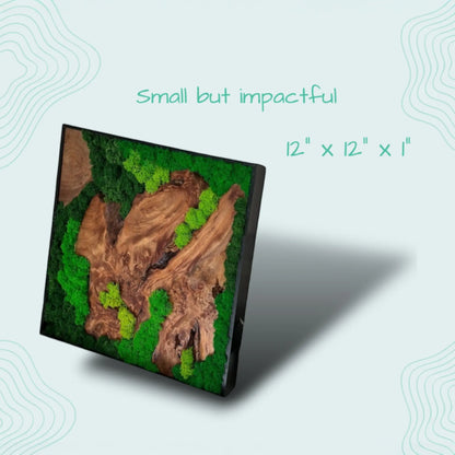 the dimension of the cedar wood and preserved moss wall decor measures 12 inches by 12 inches by 1 inch